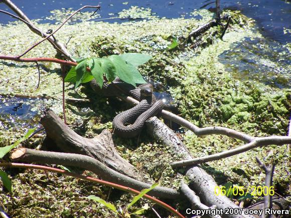 Northern Watersnake (Nerodia sipedon sipedon)