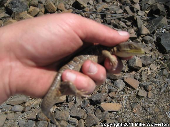 Oregon Alligator Lizard (Elgaria multicarinata scincicauda)