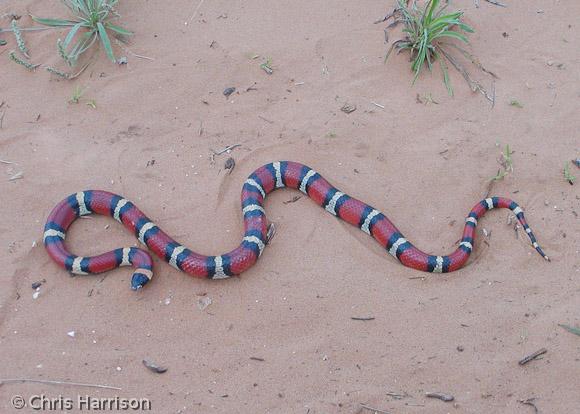 Mexican Milksnake (Lampropeltis triangulum annulata)