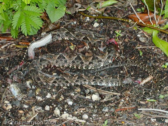 Terciopelo (Bothrops asper)