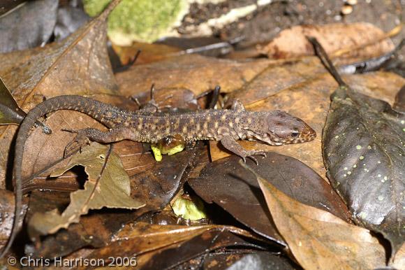 Yellow-spotted Night Lizard (Lepidophyma flavimaculatum)