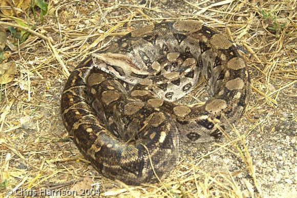 Mexican Boa Constrictor (Boa constrictor imperator)