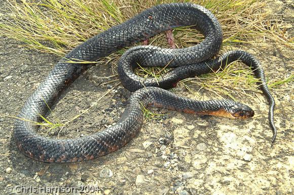 Mexican West Coast Cribo (Drymarchon melanurus rubidus)