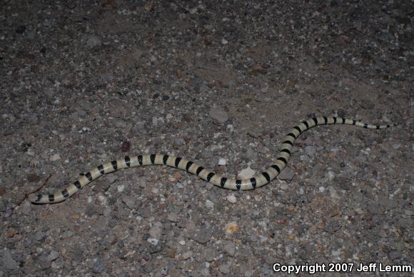 Colorado Desert Shovel-nosed Snake (Chionactis occipitalis annulata)