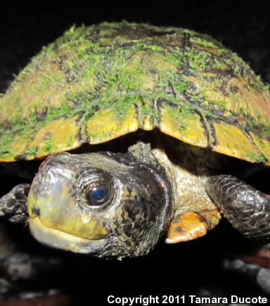 Alabama Red-bellied Cooter (Pseudemys alabamensis)