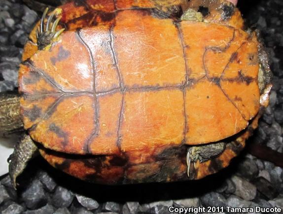 Alabama Red-bellied Cooter (Pseudemys alabamensis)