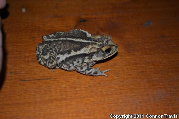 Gulf Coast Toad (Ollotis nebulifer)