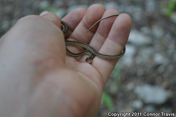 Red-striped Ribbonsnake (Thamnophis proximus rubrilineatus)