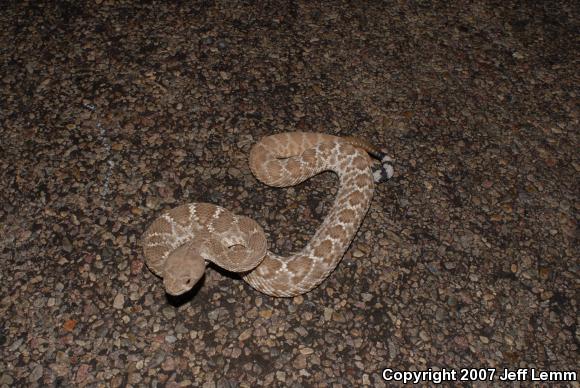 Red Diamond Rattlesnake (Crotalus ruber ruber)