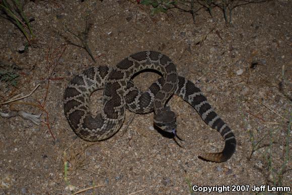 Southern Pacific Rattlesnake (Crotalus oreganus helleri)