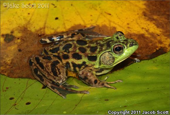 Mink Frog (Lithobates septentrionalis)