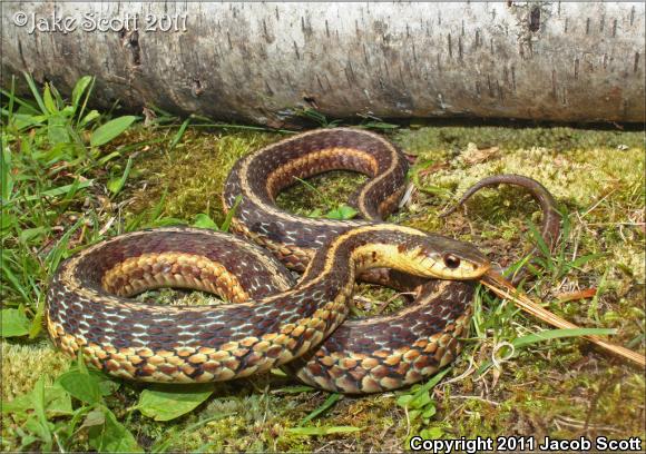 Maritime Gartersnake (Thamnophis sirtalis pallidulus)