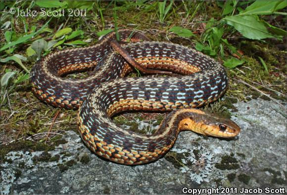 Maritime Gartersnake (Thamnophis sirtalis pallidulus)