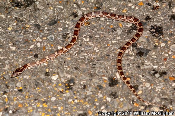 Slowinski's Cornsnake (Pantherophis slowinskii)