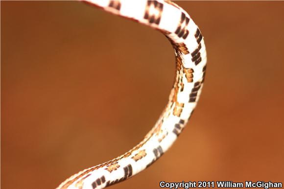 Slowinski's Cornsnake (Pantherophis slowinskii)