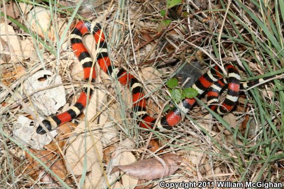 Mexican Milksnake (Lampropeltis triangulum annulata)