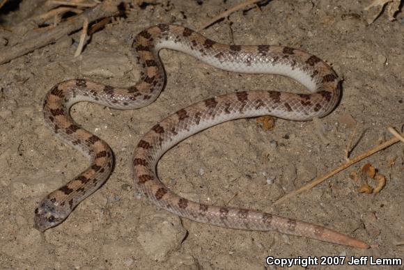 Spotted Leaf-nosed Snake (Phyllorhynchus decurtatus)