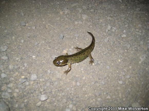 Blotched Tiger Salamander (Ambystoma mavortium melanostictum)