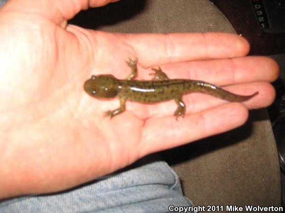 Blotched Tiger Salamander (Ambystoma mavortium melanostictum)