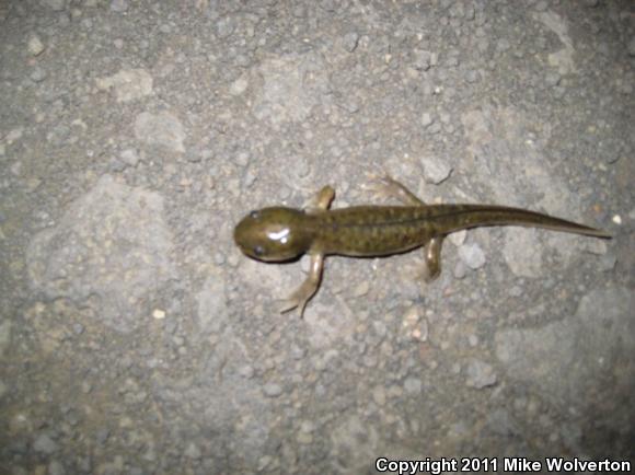 Blotched Tiger Salamander (Ambystoma mavortium melanostictum)