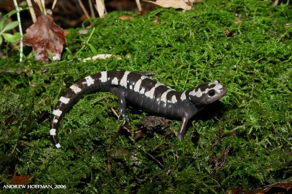 Marbled Salamander (Ambystoma opacum)