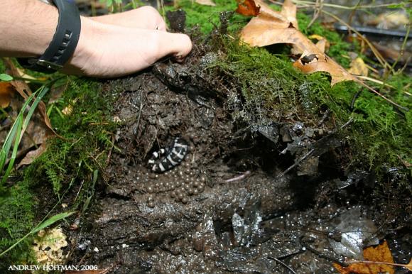 Marbled Salamander (Ambystoma opacum)