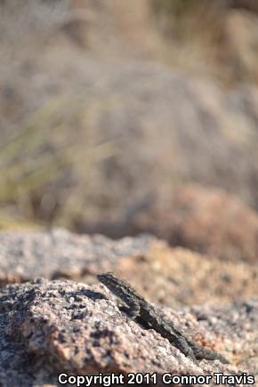 Texas Tree Lizard (Urosaurus ornatus ornatus)