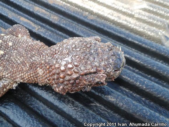 Mexican Beaded Lizard (Heloderma horridum horridum)