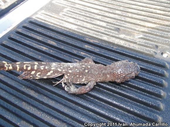 Mexican Beaded Lizard (Heloderma horridum horridum)