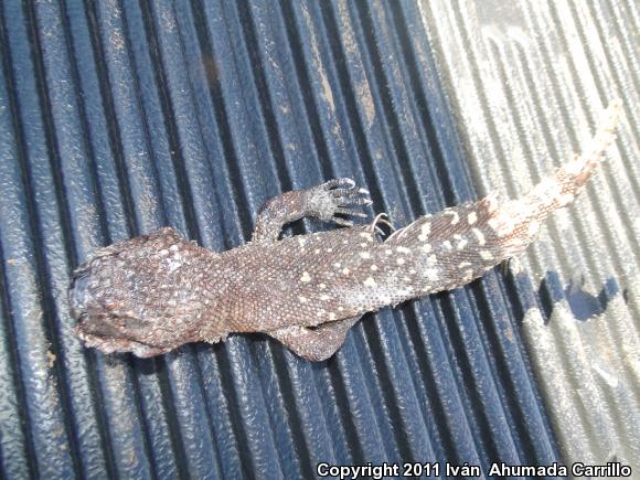 Mexican Beaded Lizard (Heloderma horridum horridum)