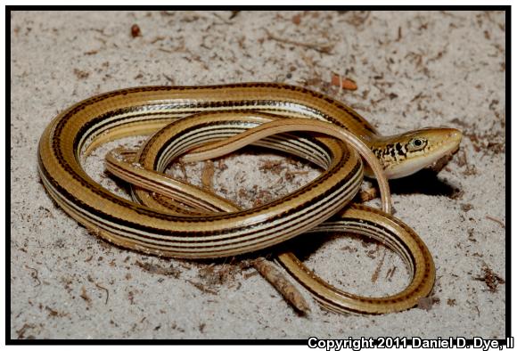 Mimic Glass Lizard (Ophisaurus mimicus)