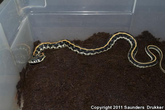 Eastern Black-necked Gartersnake (Thamnophis cyrtopsis ocellatus)