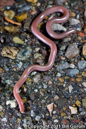 New Mexico Threadsnake (Leptotyphlops dissectus)