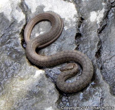 Narrow-headed Gartersnake (Thamnophis rufipunctatus)