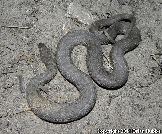 Narrow-headed Gartersnake (Thamnophis rufipunctatus)