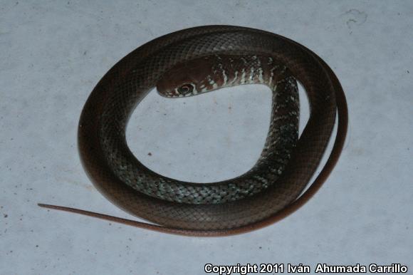 Mexican Whipsnake (Coluber mentovarius striolatus)