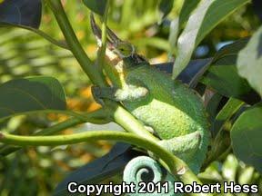 Jackson's Chameleon (Chamaeleo jacksonii)