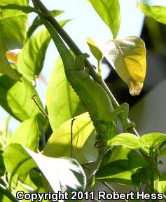 Jackson's Chameleon (Chamaeleo jacksonii)