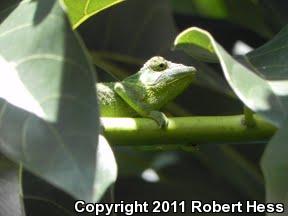 Jackson's Chameleon (Chamaeleo jacksonii)