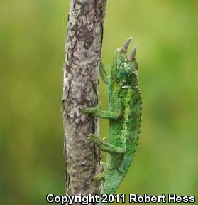 Jackson's Chameleon (Chamaeleo jacksonii)