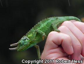 Jackson's Chameleon (Chamaeleo jacksonii)