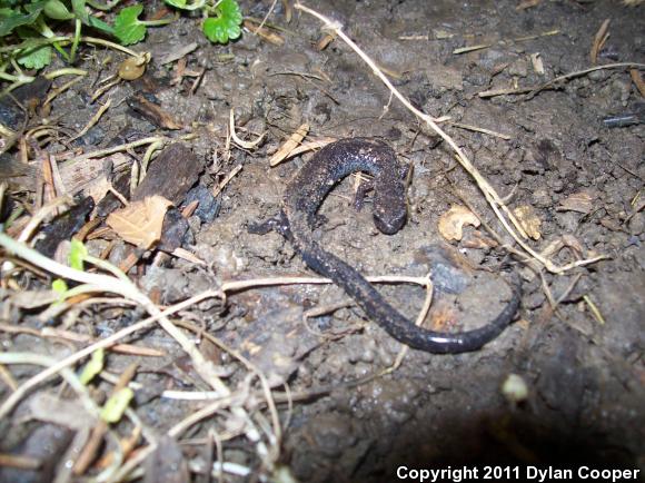 Northern Ravine Salamander (Plethodon electromorphus)