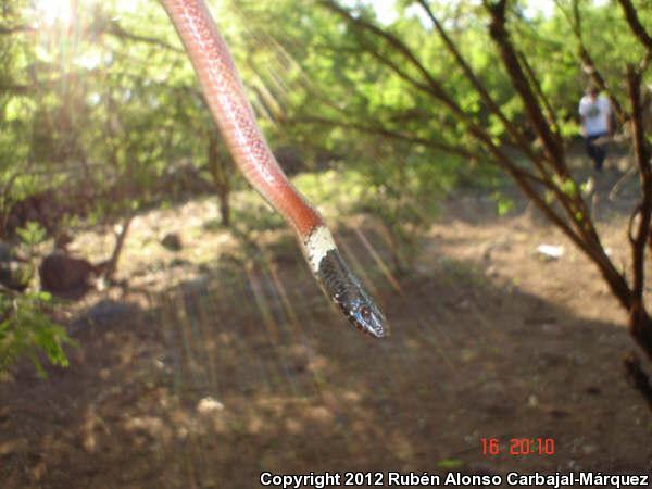 Blackhead Stripeless Snake (Coniophanes melanocephalus)