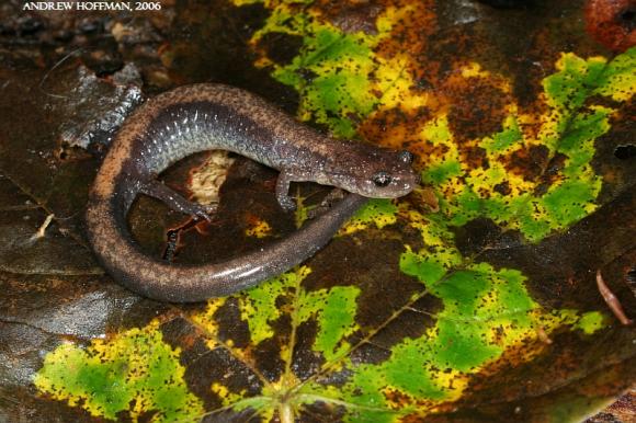 Eastern Red-backed Salamander (Plethodon cinereus)