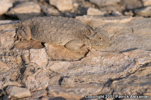 Round-tailed Horned Lizard (Phrynosoma modestum)