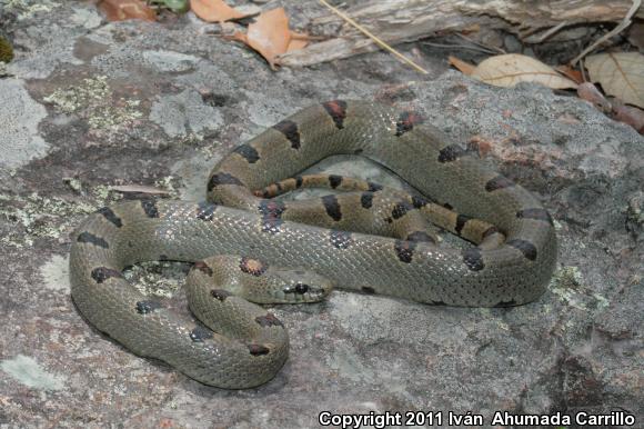 Greer's Mountain Kingsnake (Lampropeltis mexicana greeri)