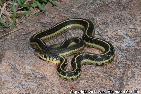 Mexican Wandering Gartersnake (Thamnophis errans)