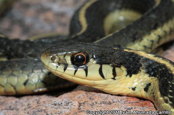 Mexican Wandering Gartersnake (Thamnophis errans)