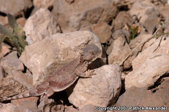 Round-tailed Horned Lizard (Phrynosoma modestum)