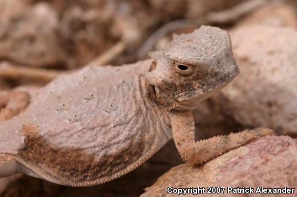 Round-tailed Horned Lizard (Phrynosoma modestum)